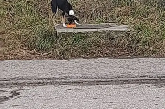 Найдена собака, Северск, фото: Собака найдена: ул. Калинина, 131, Северск