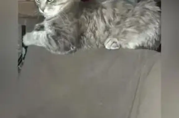 Объявления о пропавших и найденных животных, Асбест, фото: Пропала кошка, ул. Плеханова, 64, Асбест