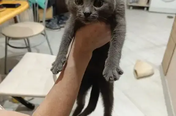 Найдена кошка, Кинель-Черкассы, фото: Кошка найдена, Северная ул., Кинель-Черкассы