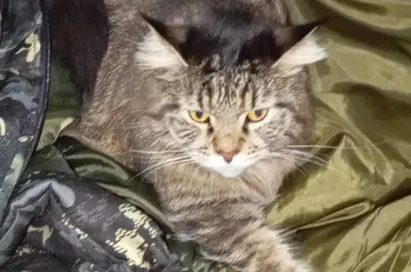 Кошки потеряшки, Абакан, фото: Потеряшка кошка, ул. Щетинкина 63, Абакан