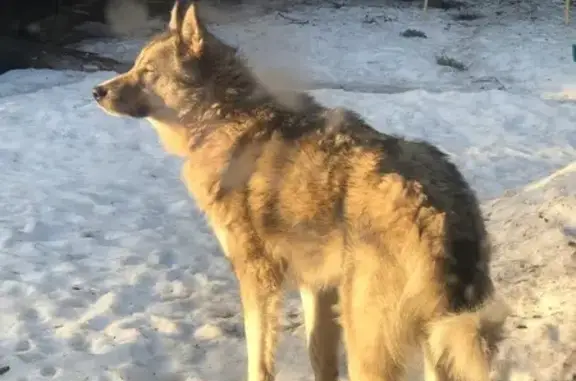 Собаки потеряшки, Ленинградская область, фото: Потеряшка лайка с GPS, Ленинградская область