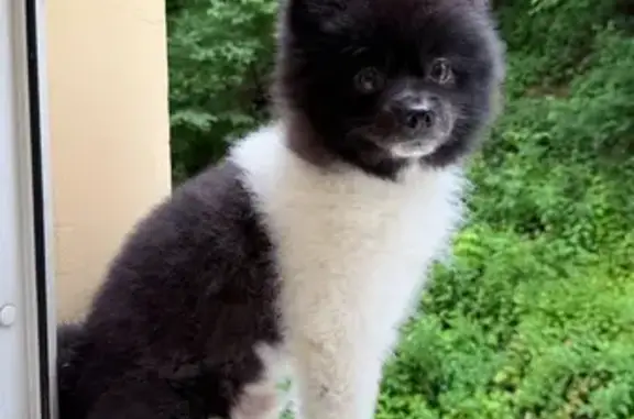 Собаки потеряшки, Москва, фото: Потеряшка собака, ул. Петушкова 10, Москва