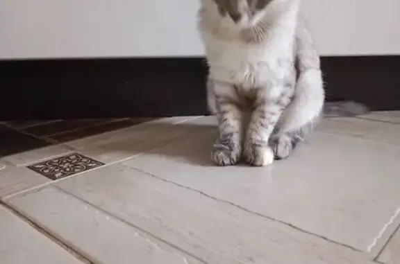 Кошка найдена у подъезда, Йошкар-Ола