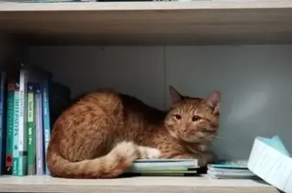 Пропала кошка, Химки, МО