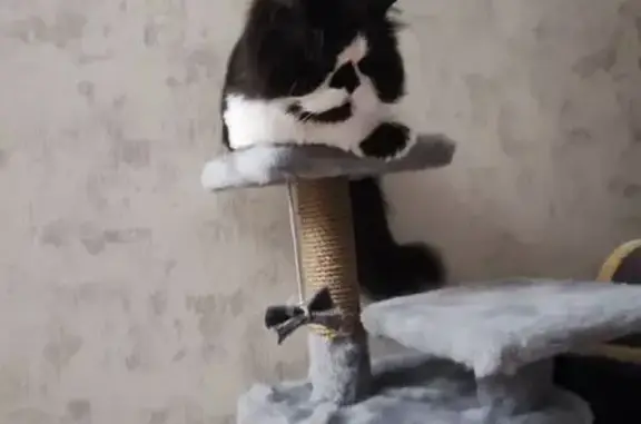 Пропала кошка, Берёзовский, Свердловская обл.