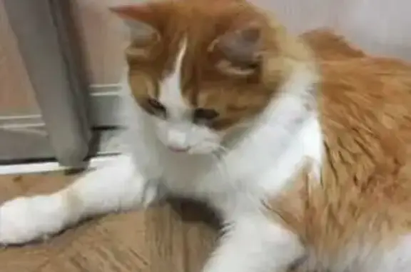 Кошка найдена на Славянском проспекте