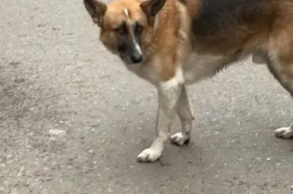 Найдена собака, Чебоксары, фото: Собака найдена на ул. Ф. Гладкова, 10