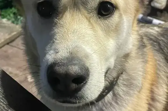 Найдена собака, Псковская область, фото: Найдена собака, Тямшанская волость, Псков