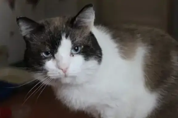 Пропала кошка, Зоя Космодемьянская, Куса