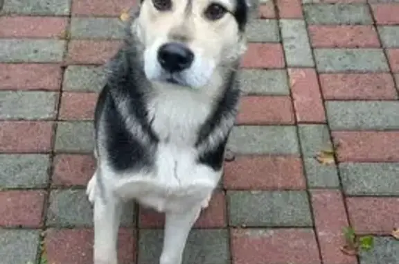 Найдена собака, ул. Герцена, Калининград