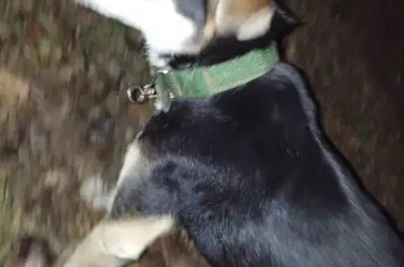 Найдена собака, Челябинск, фото: Найдена собака, ул. Островского 34, Челябинск