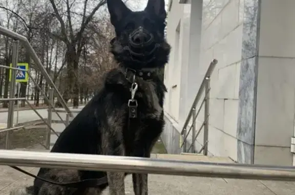 Найдена собака, Уфа, Башкортостан