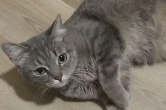 Пропала серая кошка, Омск, ул. 22 Апреля