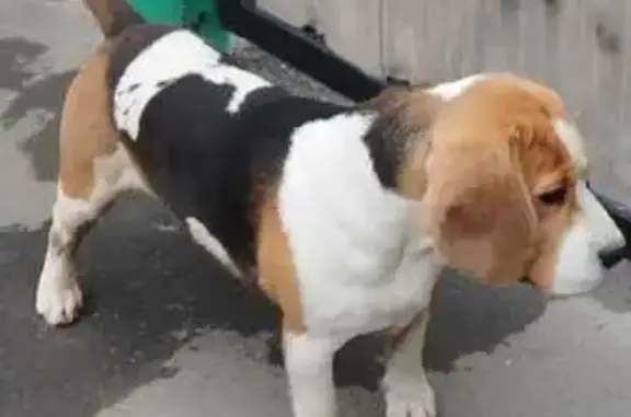 Собака найдена, Базовая ул., Оренбург