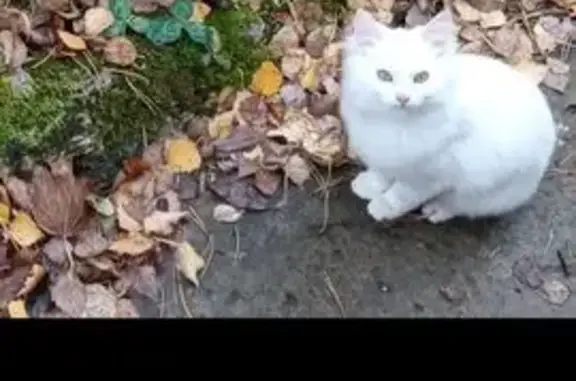 Кошка с котёнком найдены, Казань, Татарстан