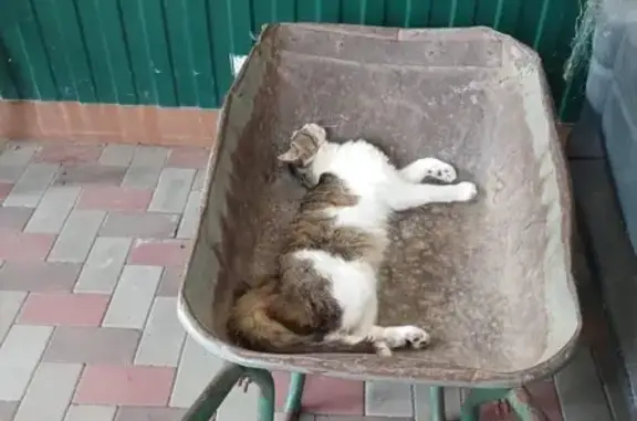 Пропала кошка, ул. Луначарского 242