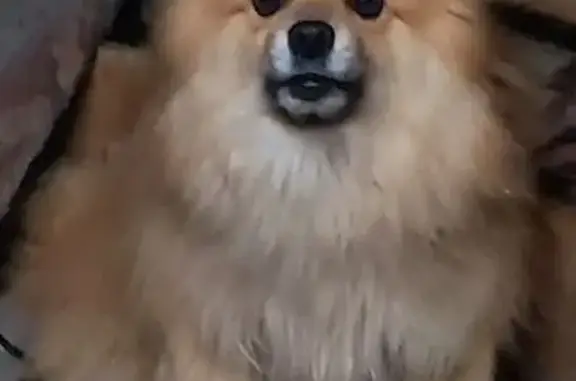 Найдена собака, Челябинск, фото: Рыжий шпиц найден на Чукотской, Челябинск