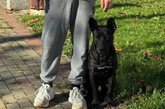 Найдена собака, Майкоп, фото: Найдена собака, Пролетарская 400, Майкоп