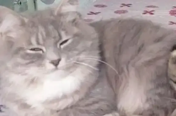 Кошки потеряшки, Хабаровск, фото: Потеряшка кошка, Белинского 32, Хабаровск