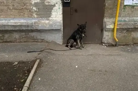 Найдена собака, Уфа, фото: Собака найдена: Первомайская, 2, Уфа