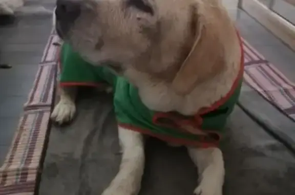 Найдена собака, , фото: Сука лабрадора найдена на Первомайской, Тамбов