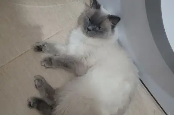 Пропала кошка, Екатерининская ул., Мурино