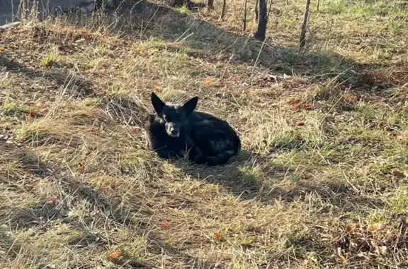 Чёрный пёс найден на ул. Родимцева, 1