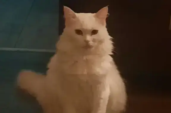 Пропала белая кошка, Севастопольский пер., Сочи