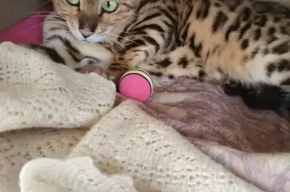 Найдена кошка, Заря, фото: Кошка найдена: п. Заря, 19-220Н-114, 2