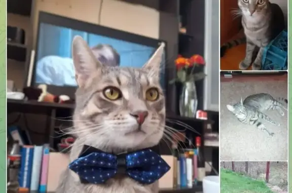 Пропала кошка, Вешняковская 22 к1