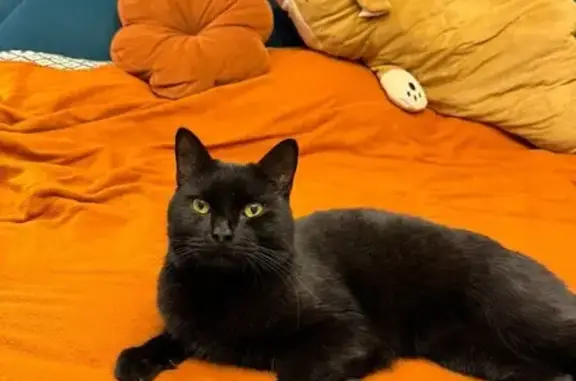 Найдена кошка, Реутов, фото: Найдена кошка, Реутов, Советская 21