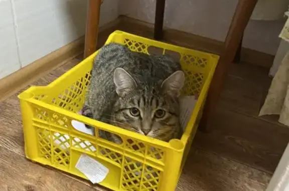 Пропала кошка, ул. Гафиатуллина 35/105