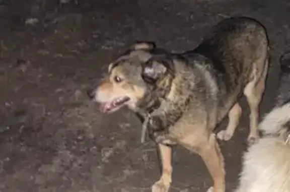 Собаки потеряшки, Кострома, фото: Потеряшка собака, Костромская улица, Кострома