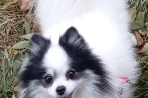 Пропала собака, Вокзальная ул. 118, Магнитогорск