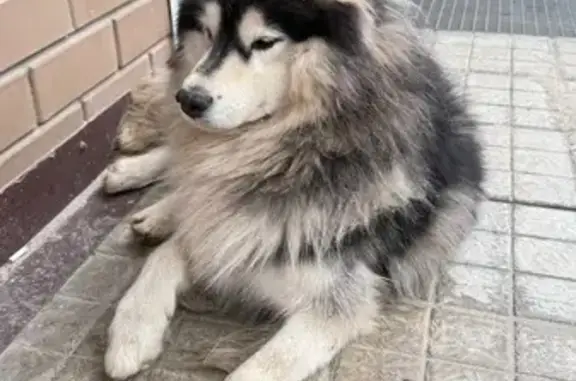 Собака найдена: Ленинградская 82В, Воронеж