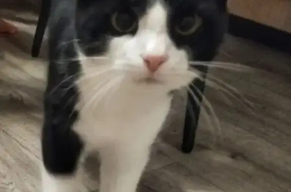 Кошки потеряшки, Йошкар-Ола, фото: Потеряшка кошка на Подольских Курсантов, 15А