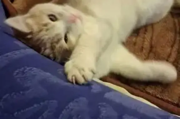 Найдена кошка, Нижегородская область, фото: Кошка найдена в Нижнем Новгороде