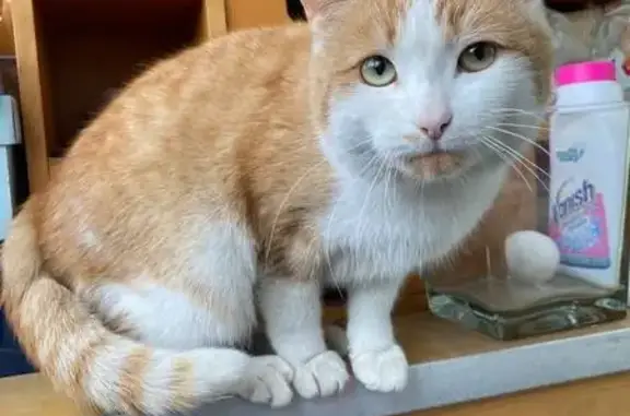 Найденные животные Екатеринбург, фото: Кошка найдена на ул. Металлургов, Екб