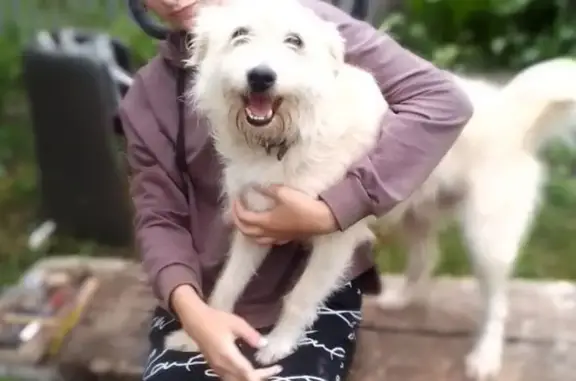 Пропала собака, Кирпичная ул., 14, Симферополь