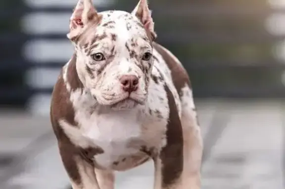 Собаки потеряшки, Ленинградская область, фото: Потеряшка собака в СНТ Железнодорожник