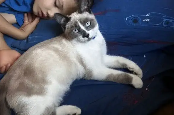 Кошки потеряшки, Краснодар, фото: Потеряшка кот на ул. 4-я Линия, Краснодар