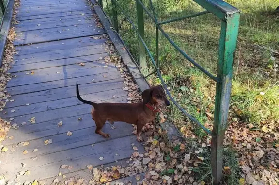 Собаки потеряшки, Подольск, фото: Потеряшка такса, Подольск, Ихтиманская 7