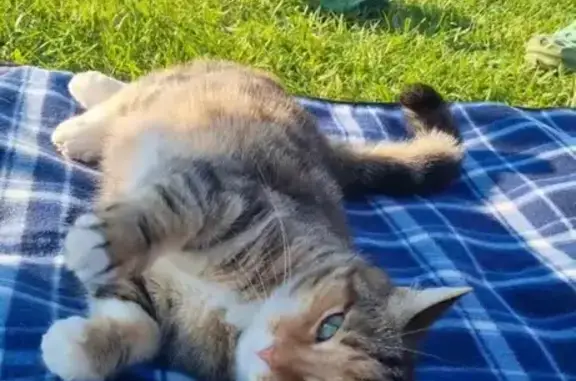 Кошки потеряшки, Коммунар, фото: Потеряшка кошка у Витавет, Садовая, Коммунар