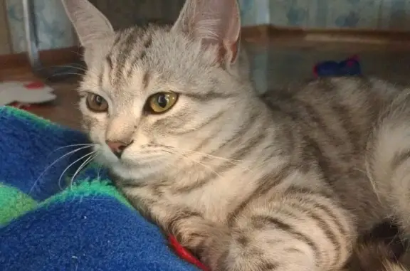 Найдена кошка, Саратов, фото: Кошка найдена: Большая Садовая 323, Саратов