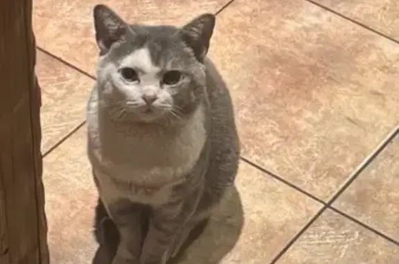 Кошки потеряшки, Москва, фото: Потеряшка кошка, пр. Мира 75 с1, Москва