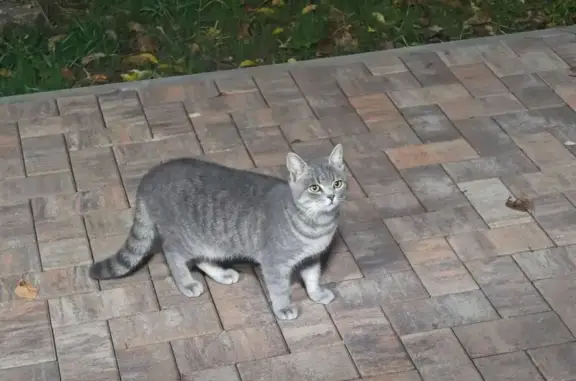 Найдена кошка, Темрюк, фото: Найдена кошка, ул. 27 Сентября, Темрюк
