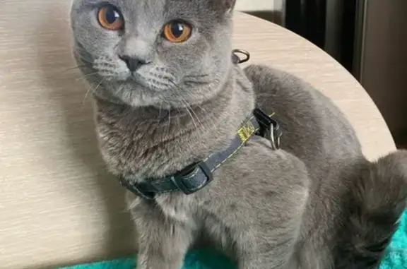 Пропала кошка на Блюхера, 20, Омск