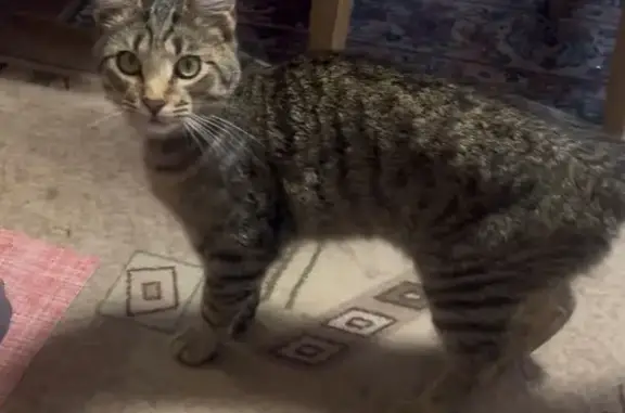 Пропала кошка на Владимирской, Содышка