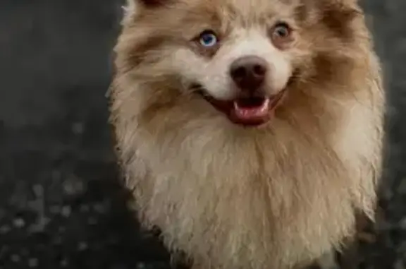 Пропала собака, Москва, разноцветные глаза