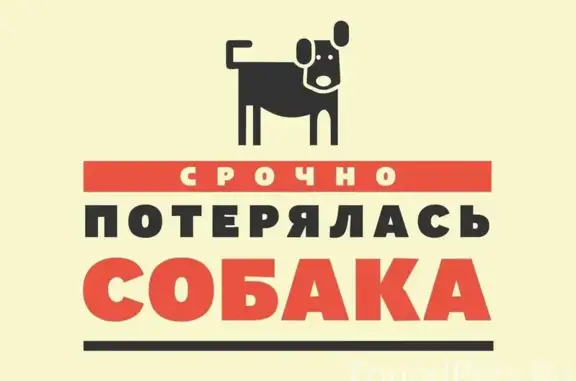 Собаки потеряшки, Ярославская область, фото: Потеряшка собака в Ярославле, район 9-й больницы